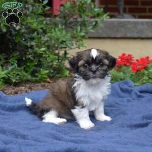 Avocado, Shih Tzu Puppy